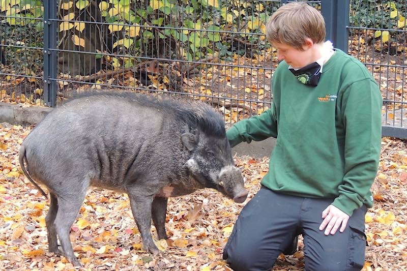 Eine Pflegerin kümmert sich um eines der Mähnenschweine im Zoo Landau (Foto: Zoo Landau)