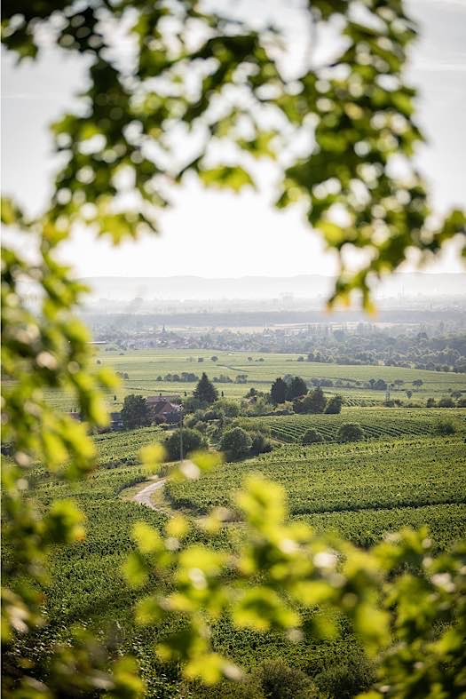 Blick übers Weinland bei Kallstadt (Foto: CC-BY-SA Pfalz Touristik/Dominik Ketz)
