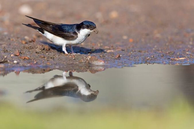 Die Mehlschwalbe (Foto: Mathias Schäf)