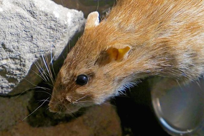 Die Ratte eröffnet die NaturGeschichten der kalten Jahreszeit. (Foto: Pfalzmuseum für Naturkunde)
