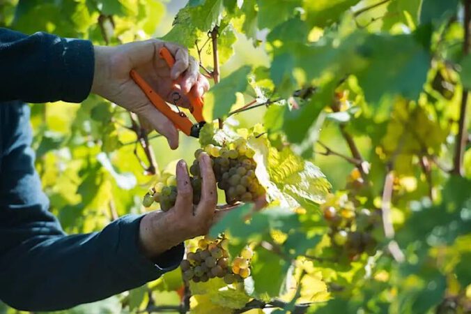 Hauptweinlese 2026 in Deutschland außergewöhnlich früh (Quelle: www.deutscheweine.de