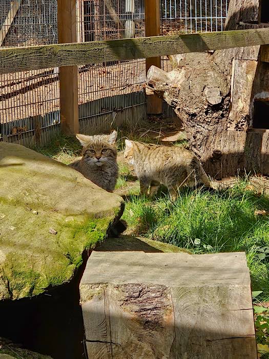 Zwei Wildkatzen haben in dem neuen Gehege im Wildpark Betzenberg ein neues Zuhause gefunden. (Foto: Stadt Kaiserslautern)